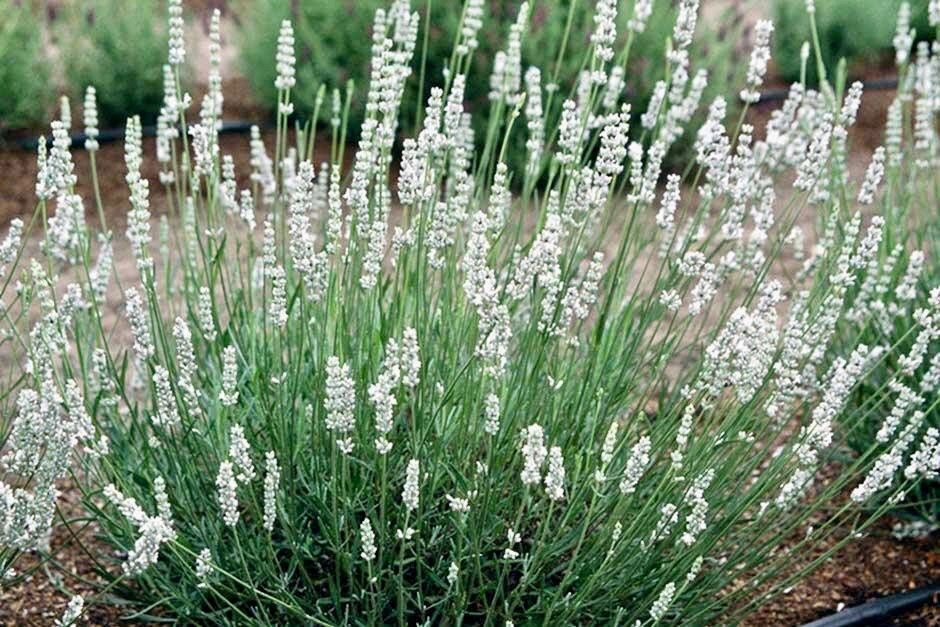 Rare White Lavender ~ Lavendula Ellagance ~ Plants ~ Garden ~ Grow Your Own ~ Spring Flowers ~ Instead of Flowers ~ Died Bouquets