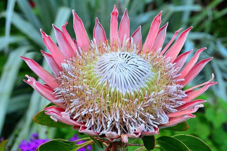 King Protea Seeds ~ Bouquets ~ Plants ~ Rare ~ Grow Your Own ~Tropical Flowers ~ Exotic Flowers