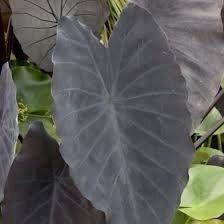 Colocasia Black Magic Seeds ~ Black Elephant Ear Plant ~ Taro ~ Araceae ~ Houseplants ~ Green House ~ Gardening ~ Spring ~ Cool Plants