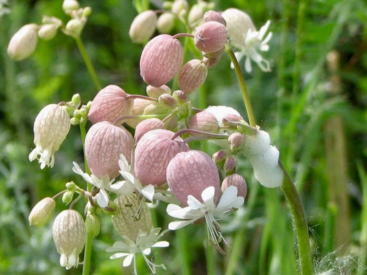 Wild Maidenstears Seeds ~ Bladder Campion ~ Silene Vulgaris ~ Silene Inflata ~ Unique ~ Pretty