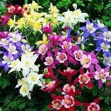 Giants and Harlequin Mix Columbine Seeds~ Flower ~ Perennial Flowers ~ Blooms ~ Grow Your Own ~ Spring Flowers ~ Instead of Flowers ~ Spring