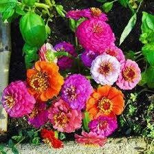 Zinnia Dwarf “Thumbelina” Seeds ~ Flower Seeds ~ Plants ~ Garden ~ Grow Your Own ~ Spring Flowers ~ Instead of Flowers ~ Flowers