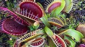 Venus Flytrap Seeds~Carnivorous Plants~Carnivore~Science Projects~Grow Your Very