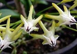 Rocket Hoya Seeds ~ Shooting Stars ~ Exotic Flowers ~ Unique Plants ~ Hoyas ~