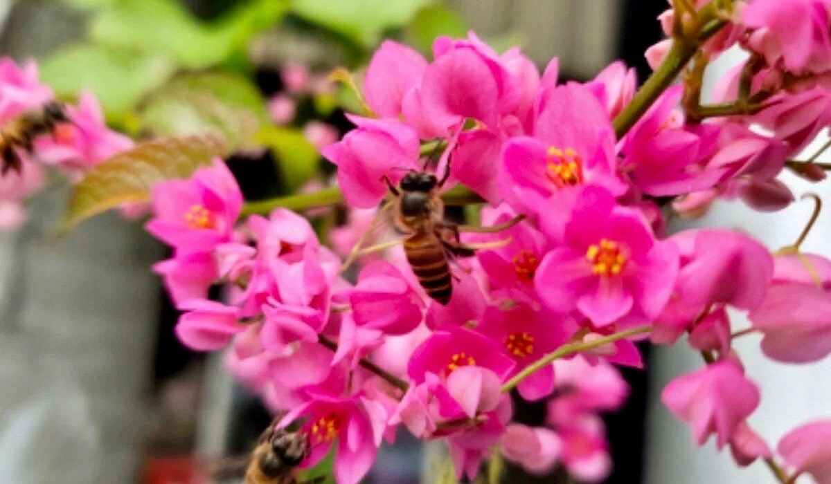 Rare Pink Coral Vine Chain of Love Seeds ~ Antigonon Leptopus ~ Heart Shaped Flowers ~ Blooms ~ Cut Flowes ~ Beautiful ~ Bouquets