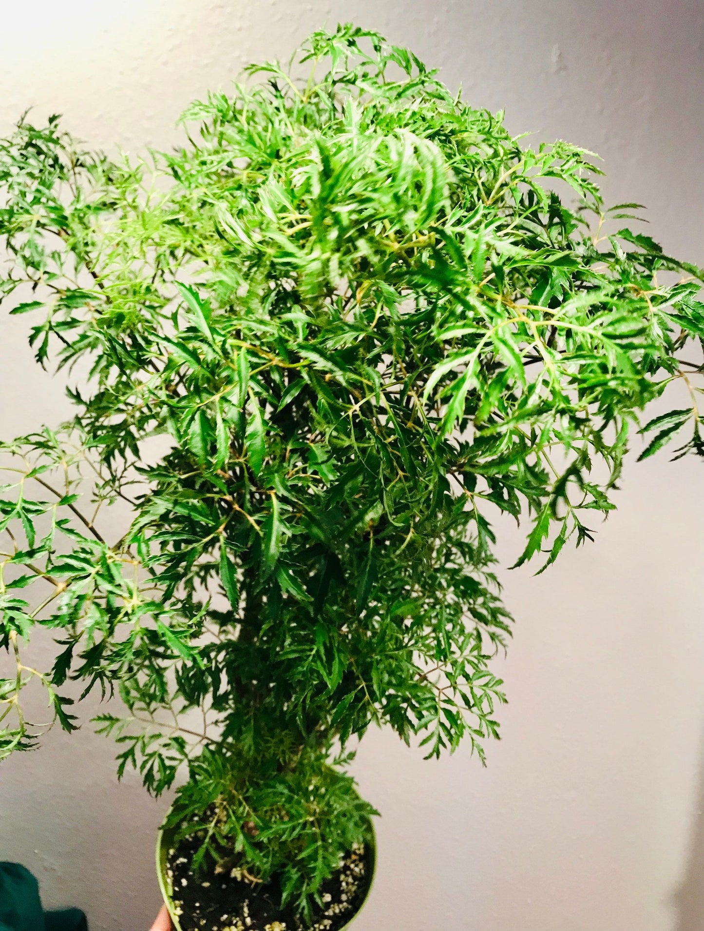 Polyscias Fruticosa ~ Ming Aralia ~ Parsley Aralia ~ Chinese Aralia ~ Tea Tree ~ Bonsai Tree ~ Happy Plant ~ Easy to Grow House Plant