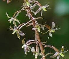 Crane-Fly Orchid Seeds ~ Tipularia Discolor ~ The Crippled Cranefly ~ Orchids ~ Usual Flowers ~ Exotic Flower