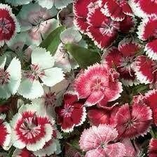 Dwarf Wee Willie Seeds ~ Sweet William ~ Dianthus Barbatus ~ Mixed Colored Flower Seeds