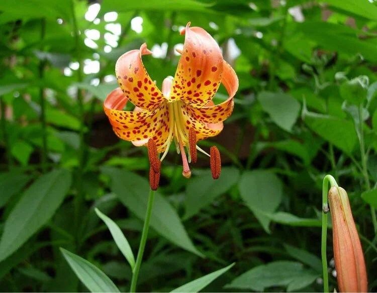 tiger lily vs michigan lily Michigan Lily Seeds ~ Lilium Michiganense ~ Turk's Cap Lily ~ Unique S – Your Plant Bitch