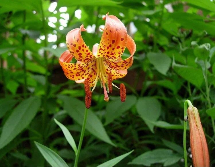 Michigan Lily Seeds ~ Lilium Michiganense ~ Turk’s Cap Lily ~ Unique Seeds