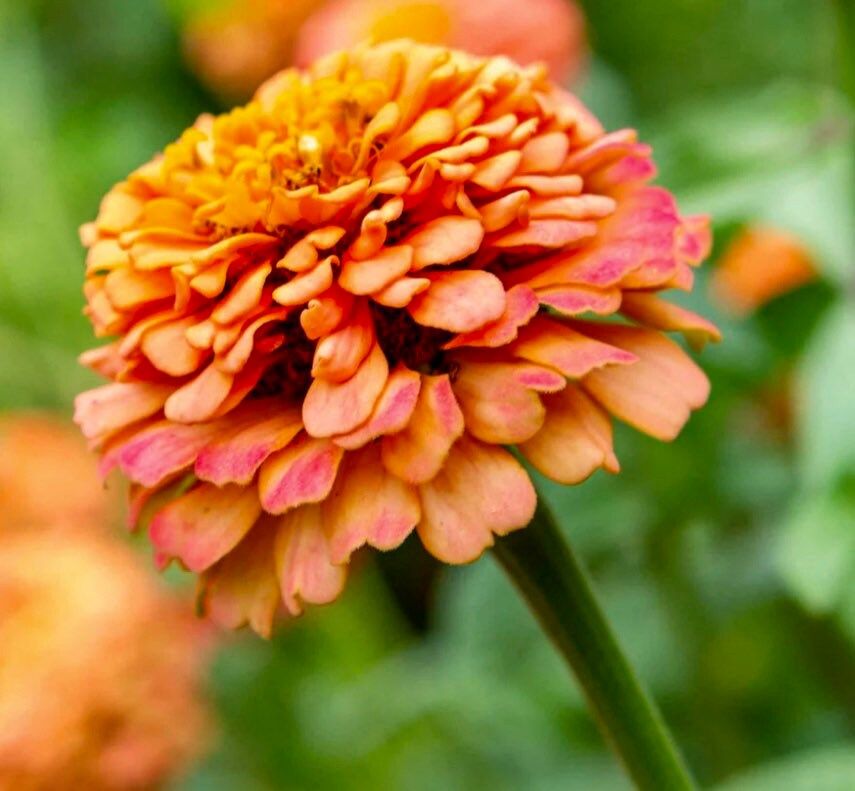 Zinnia Salmon Seeds ~ Flowers ~ Butterflies Love ~ Non-GMO Seeds ~ Cool Flowers ~ Rare