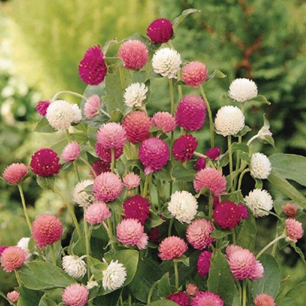 Multicolor Helichysum Strawflower Seeds ~ Plants ~ Garden ~ Grow Your Own ~ Spring Flowers ~ Flowers ~ Dried Flowers ~ Boho ~ Colorful