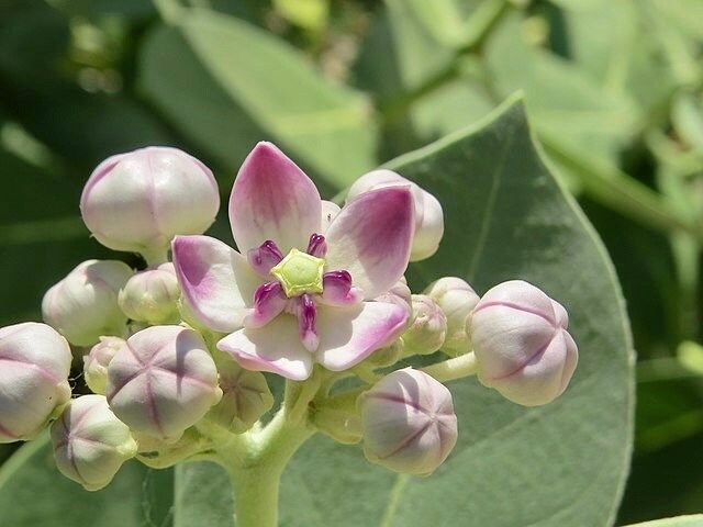 crown flower seeds Rare Crown Flower Milkweed Seeds ~ Crown Flower ~ Calotropis Gigantea ~ Exotic ~ Unique ~ Tropical ~ Hawaii ~ Leis