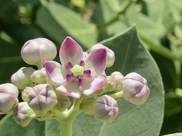 Rare Crown Flower Milkweed Seeds ~ Crown Flower ~ Calotropis Gigantea ~ Exotic ~ Unique ~ Tropical ~ Hawaii ~ Leis