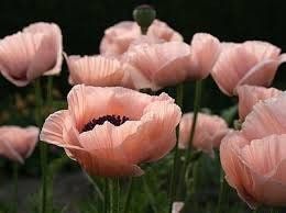 Pink Poppy Seeds ~ Cool Flowers ~ Rare ~ Heirloom