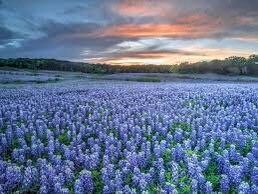 Texas Bluebonnet Seeds ~ Cool Flowers ~ Rare ~ Heirloom Seeds ~ Garden ~ Green Thumb ~ Blue Flowers ~ Plant ~ Flowers ~ Planting ~ Pretty