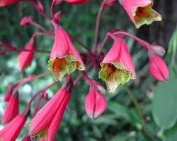 Bomarea Hirtella Seeds ~ Plants ~ Garden ~ Grow Your Own ~ Spring Flowers ~ Instead of Flowers