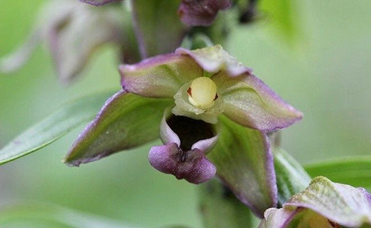 Green Helleborine Orchid Seeds ~ Epipactis ~ Exotic ~ Grow Your Own ~ Pretty Flowers ~ Rare ~ Flowers ~ Houseplants