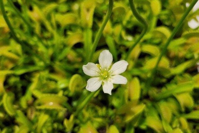 Venus Flytrap with Flower Vase ~ Dionaea Muscipula ~ Carnivorous Plants ~ Carnivore ~ Houseplant