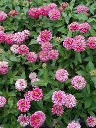 Zinnia “Zahara Double Raspberry Ripple” Seeds ~ Flower Seeds ~ Plants ~ Garden ~ Grow Your Own ~ Spring Flower ~ Instead of Flowers ~ Flower