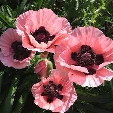 Pink Poppy Seeds ~ Cool Flowers ~ Rare ~ Heirloom