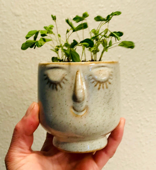 RARE Mimosa Pudica Plant~ Shame Plant with Ceramic Face Pot~Touch-Me-NOT Plant~Sleepy Plant~Sensitive Plant~Action Plant~Zombie Plant