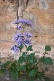 Trachelium Caeruleum Seeds ~ Blue Throatwort ~ Plant Your Own ~ Gardening ~ Yard ~ Flowers