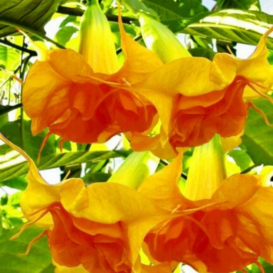 Orange Double Angel’s Trumpet Seeds ~ Blooms ~ Flowers ~ Instead of Flowers ~ Gardening ~ Unique