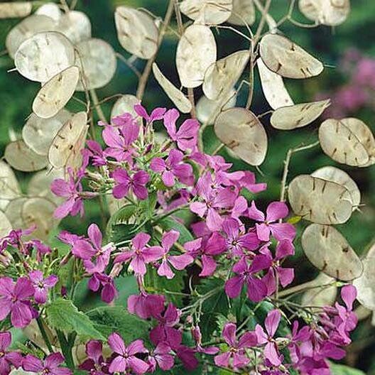 Money Plant Seeds ~ Lunaria Annua Violet ~ Grow Your Own ~ Spring Flowers ~ Instead of Flowers