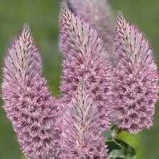 Ptilotus Joey Seeds ~ Joey Improved Ptilotus ~ Ptilotus Exaltatus ‘Joey Improved’ ~ Pretty Flower