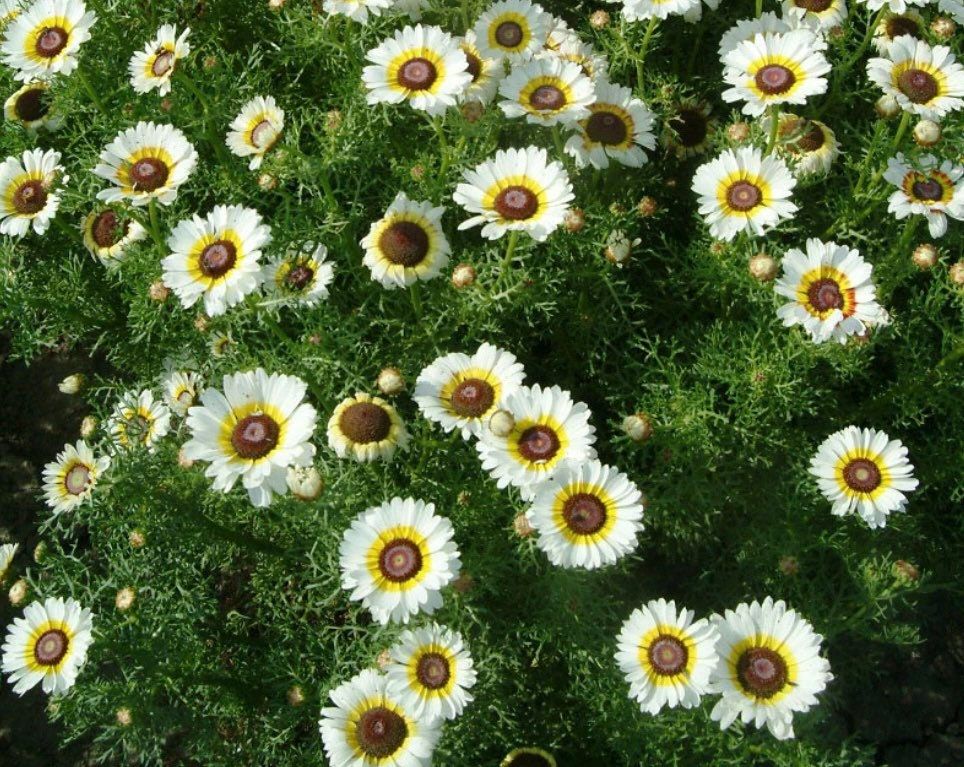 Painted Polar Star Daisy Seeds ~ Daisy ~ Cool Flowers ~ Grow Your Own ~ Rare