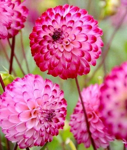 Double Pompon Dahlia Seeds ~ Plants ~ Garden ~ Grow Your Own ~ Spring Flowers ~ Instead of Flowers ~ Flowers