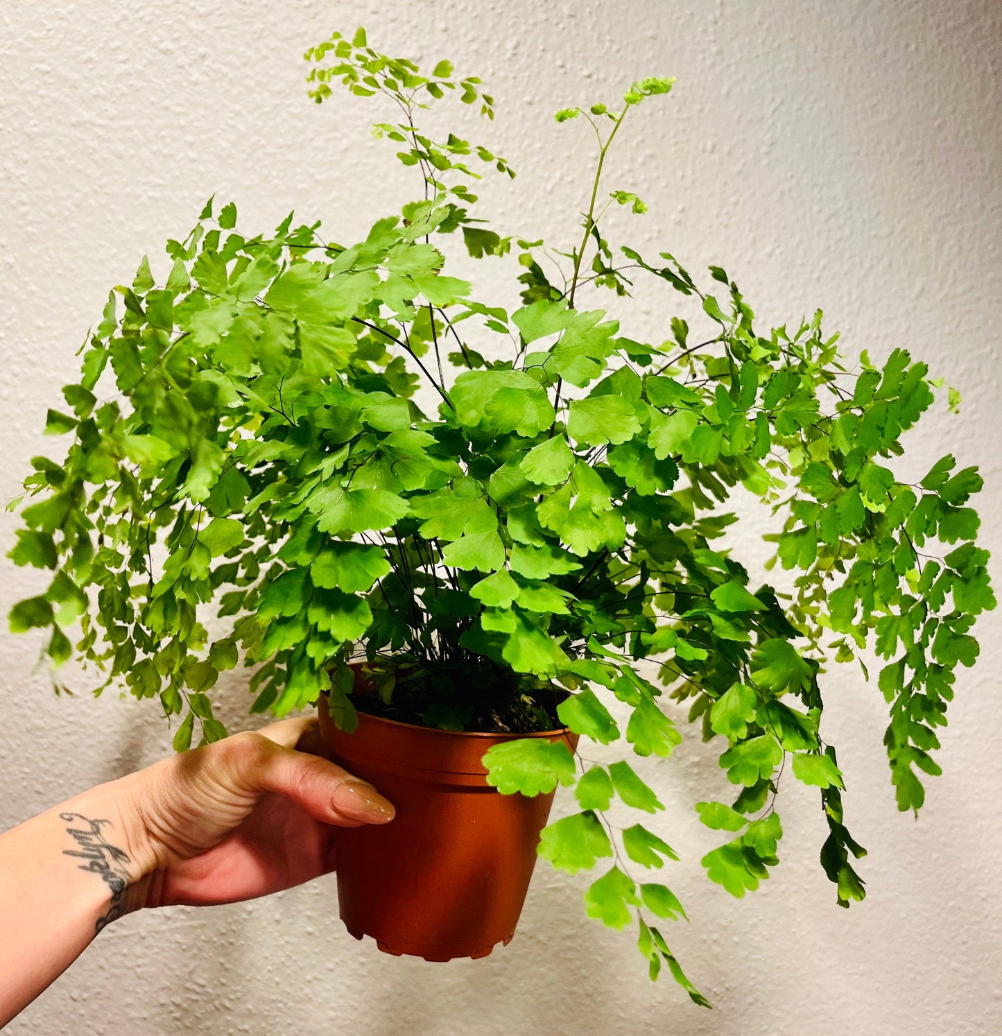 Maidenhair Fern ~ Adiantum Raddianum