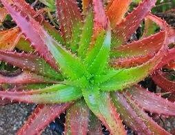 Variety Mixed Rare Aloe Seeds ~ Grow Your Own ~ Spring Flowers ~ Instead of Flowers ~ Succulents ~ Easy Care ~ Rare ~ Colorful ~ Helps  Cuts