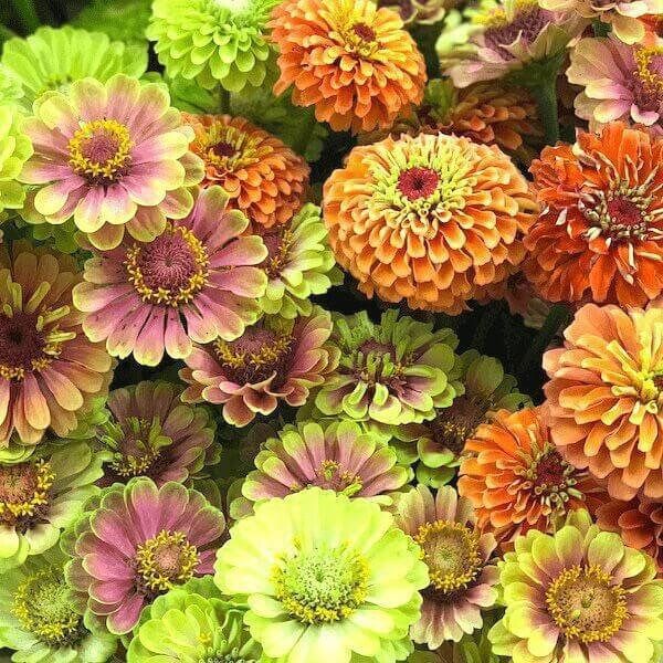 Zinnia “Queen Lime Mix” Seeds ~ Flower Seeds ~ Plants ~ Garden ~ Grow Your Own ~ Spring Flowers ~ Instead of Flowers ~ Flowers