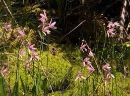 Pogonia Ophioglossoides Seeds ~ Snakemouth Orchids ~ Rose Pogonia ~ Exotic ~ Swamp ~ Unique ~ Pink ~ Flowers ~ Orchid