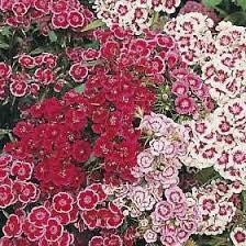 Dwarf Wee Willie Seeds ~ Sweet William ~ Dianthus Barbatus ~ Mixed Colored Flower Seeds