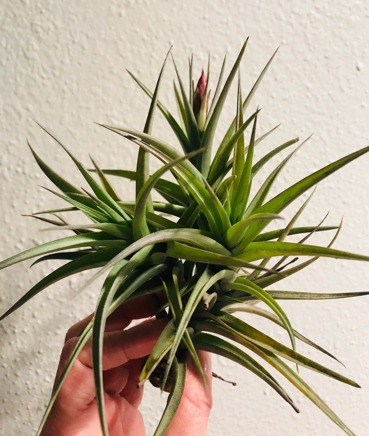 bergeri air plant Blooming Mad Pupper ~ Tillandsia Bergeri ~ Tillandsia ~ Air Plant ~ Bromeliad ~ Succulent ~ Live Plant ~ Easy Care Plant