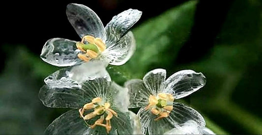 Skeleton Flower Seeds ~ Crystal Flower ~ Gray’s Double-Leaf ~ Twoflower ~ Diphylleia Grayi ~ Cool Flowers ~ Rare ~ Heirloom Seeds