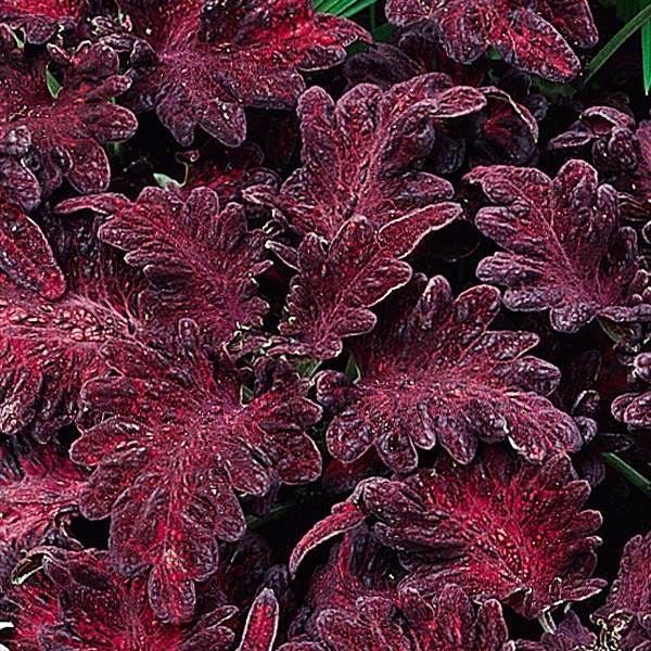 Watermelon Coleus Seeds ~ Plants ~ Garden ~ Grow Your Own ~ Spring Flowers ~ Instead of Flowers ~ Flowers ~ Houseplants