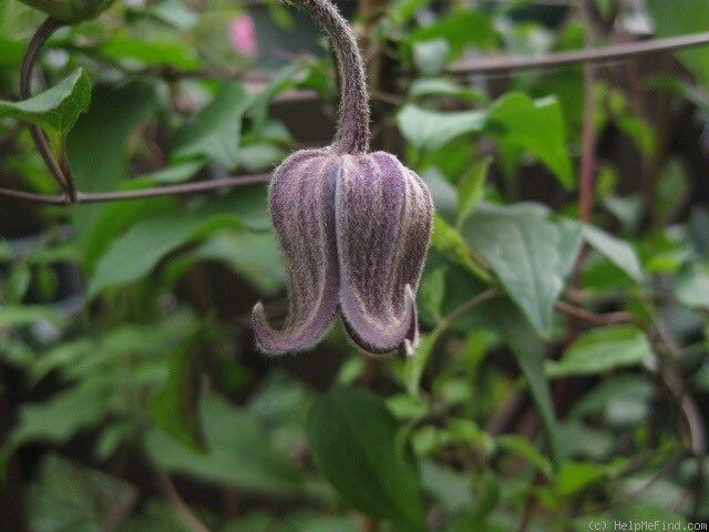 Clematis Fusca Seeds ~ Plants ~ Garden ~ Grow Your Own ~ Spring Flowers ~ Instead of Flowers