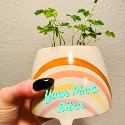 RARE~ Sensitive Plant with Rainbow Pot~Sleepy Plant~Shame Plant~Action Plant~Mimosa Pudica Plant