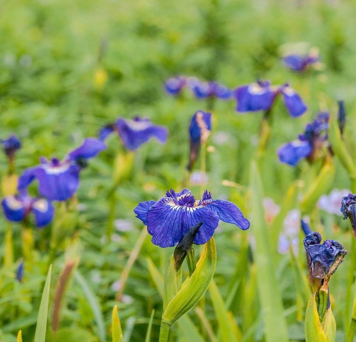 Iris Setosa Nana Seeds ~ Iris ~ Garden ~ Grow Your Own ~ Spring Flowers ~ Instead of Flowers ~ Beautiful ~ Spring ~ Flowers ~ Grow ~ Garden