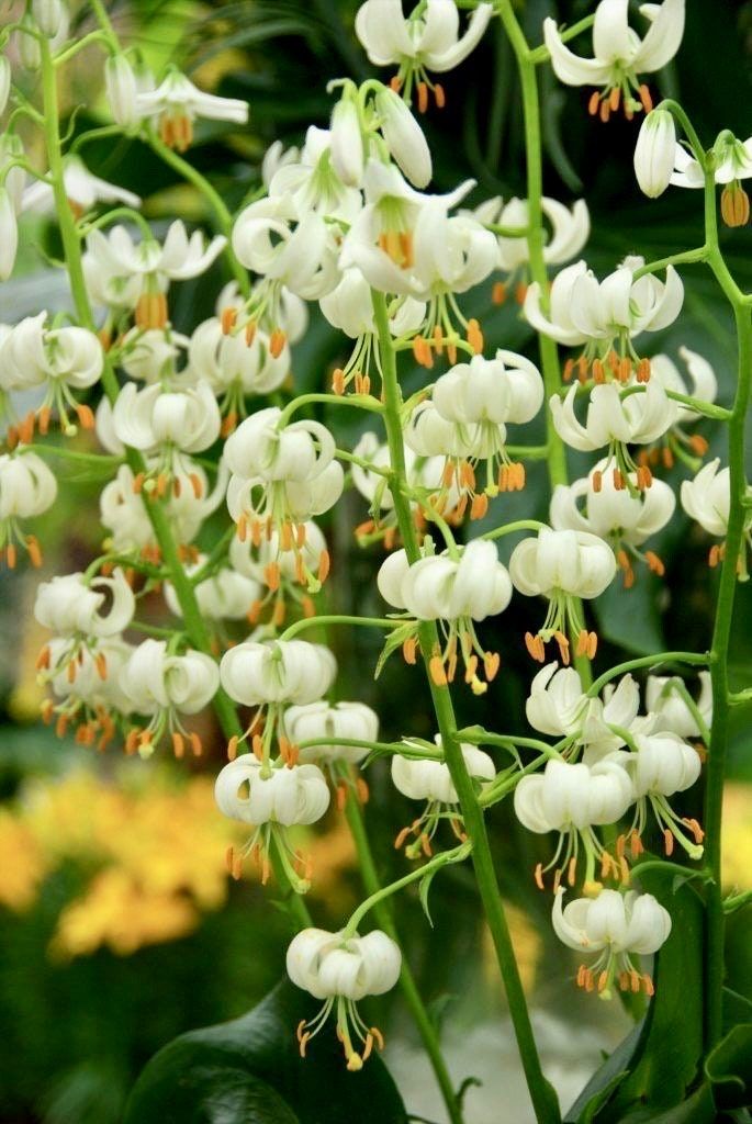 White Turk’s Cap Lily Seeds ~ Malvaviscus arboreus var. drummondii ~ Lilium Martagon ~ Cut Flowers ~ Bouquets ~ Pretty ~ Christmas Flowers