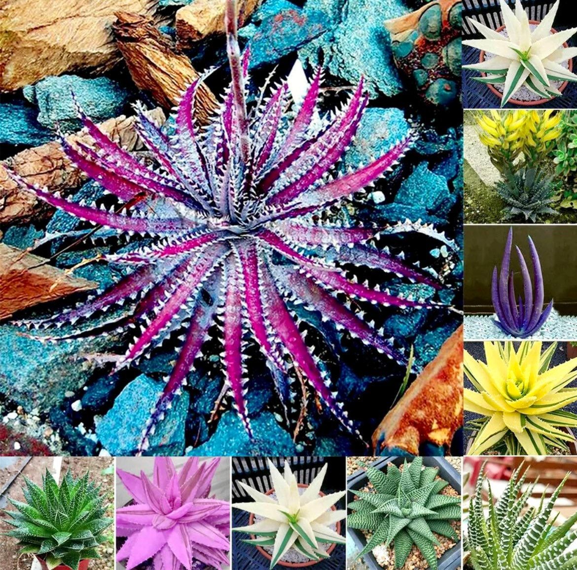 Variety Mixed Rare Aloe Seeds ~ Grow Your Own ~ Spring Flowers ~ Instead of Flowers ~ Succulents ~ Easy Care ~ Rare ~ Colorful ~ Helps  Cuts