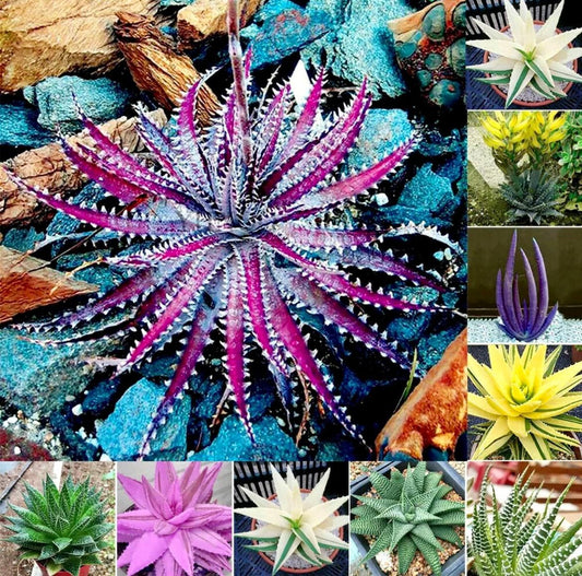 Variety Mixed Rare Aloe Seeds ~ Grow Your Own ~ Spring Flowers ~ Instead of Flowers ~ Succulents ~ Easy Care ~ Rare ~ Colorful ~ Helps  Cuts