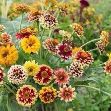 Zinnia “Jazzy Mix” Seeds ~ Flowers ~ Butterflies Love ~ Non-GMO Seeds ~ Cool Flowers ~ Rare