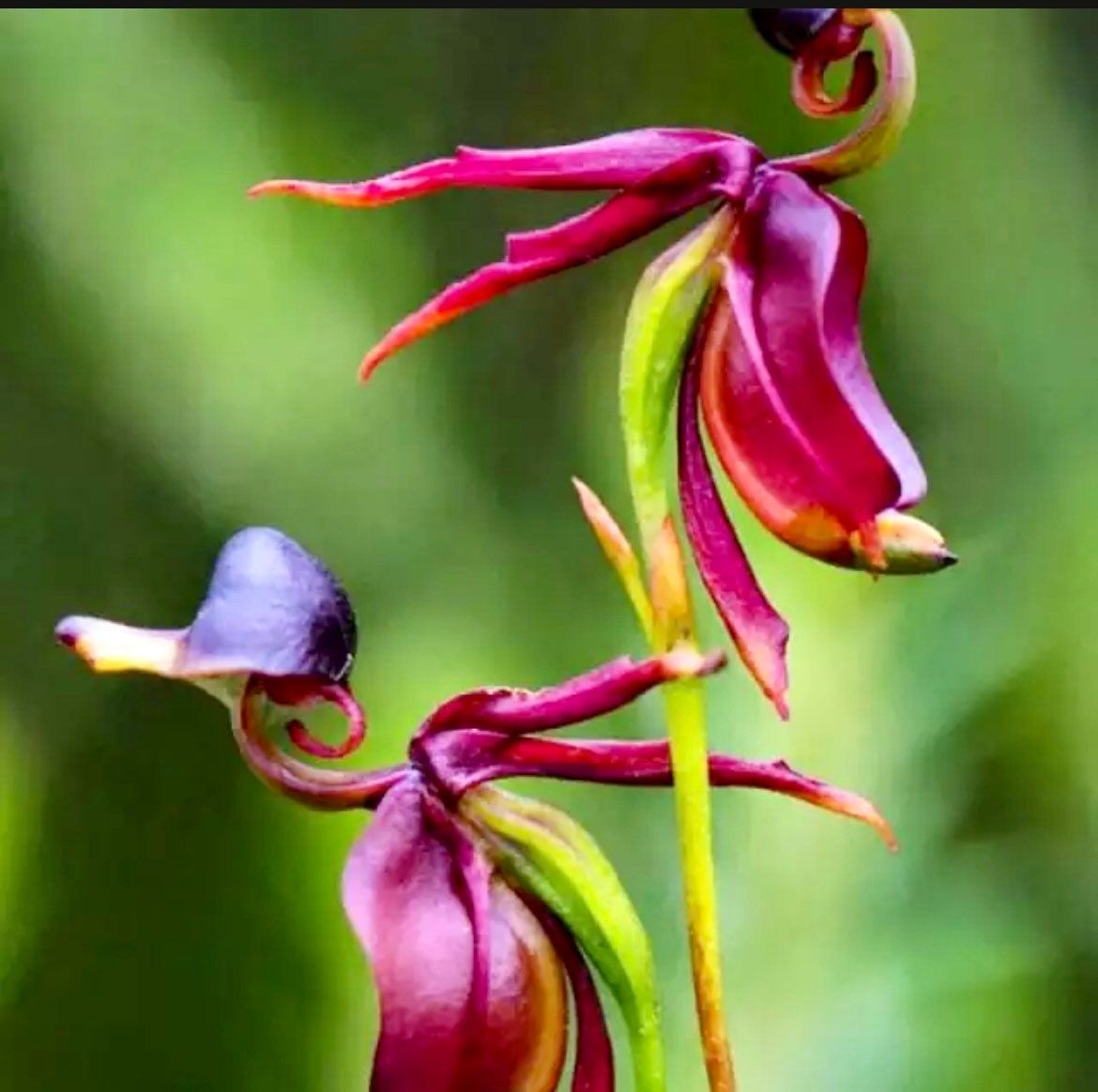 Giant Duck Orchid Seeds ~ Caleana Major ~ Exotic ~ Grow Your Own ~ Bird ~ Unique Flowers ~ Indoor Plants