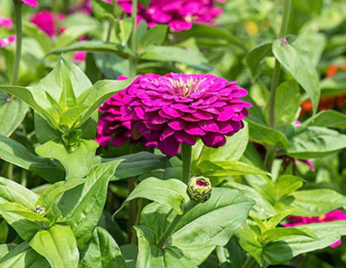 Zinnia Elegans Blueberry Cheesecake Seeds ~ Flowers ~ Butterflies Love ~ Non-GMO Seeds ~ Cool Flowers ~ Bouquets ~ Pretty Flowers ~ Unique