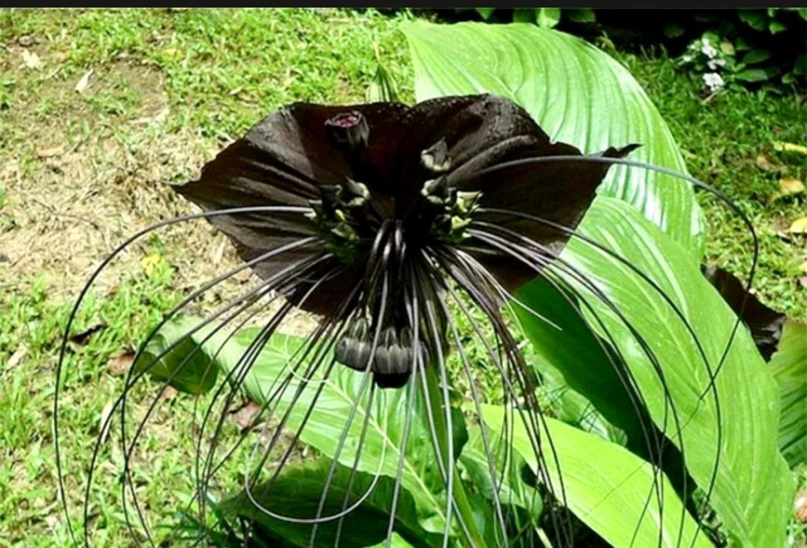 Rare Black Tacca Chantrieri Seeds ~ Black Bat Flower ~ Black Lily ~ Bat ~ Devil’s Flower ~ Exotic Flower ~ Unusual Flowers